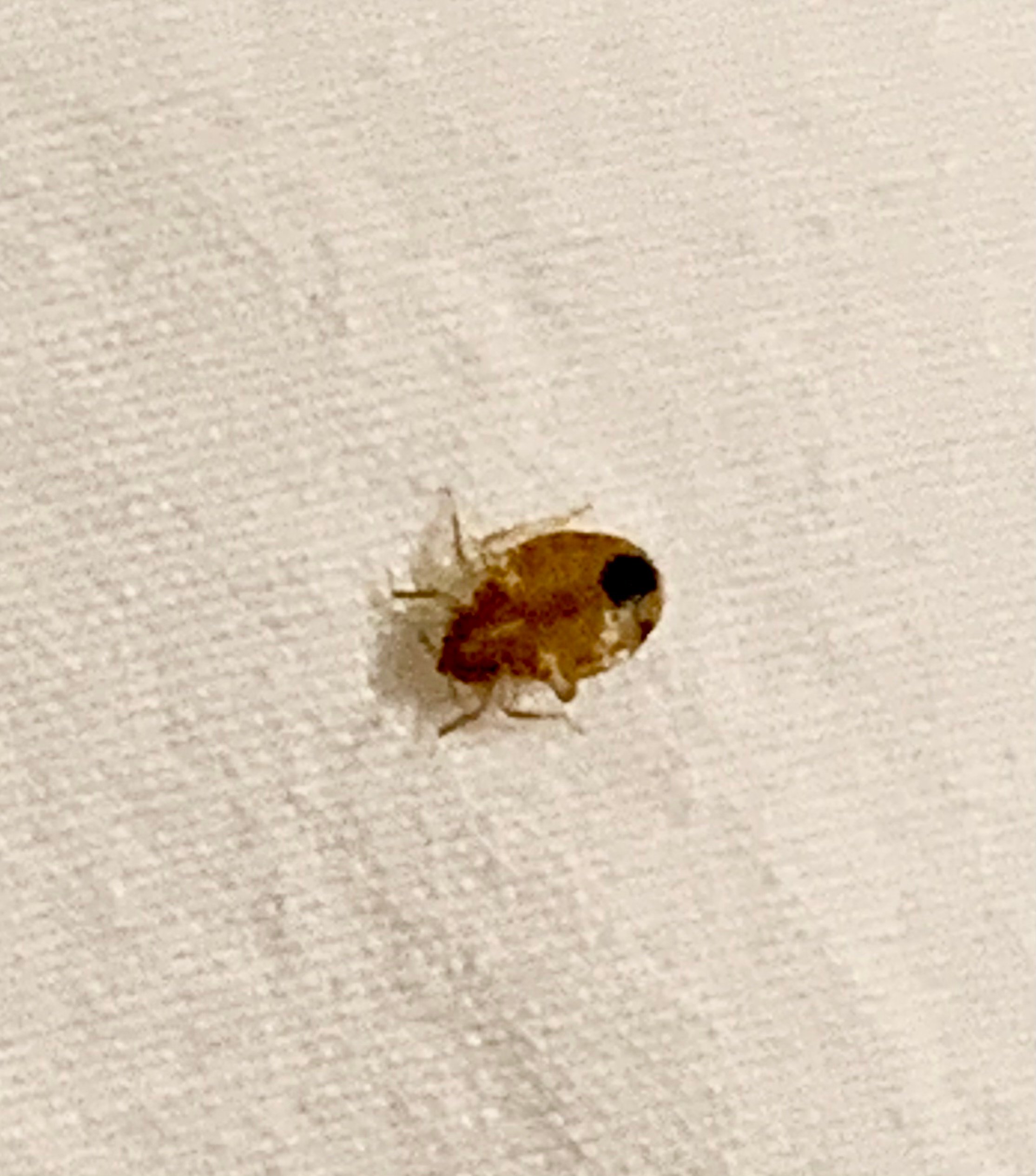 Our Bed Bug Treatment Process