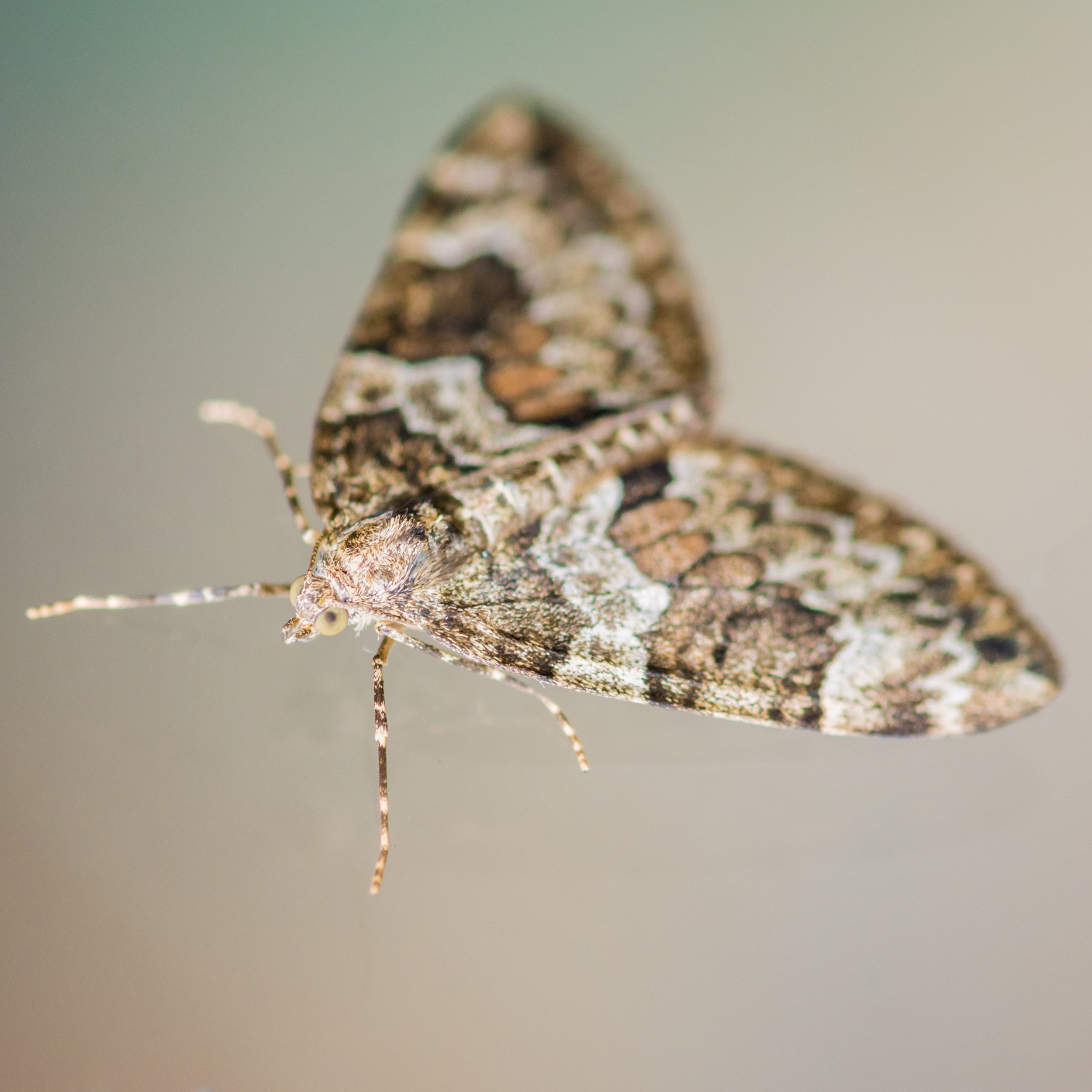 How to Spot a Carpet Moth Infestation