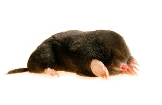 What Damage Do Moles Cause?