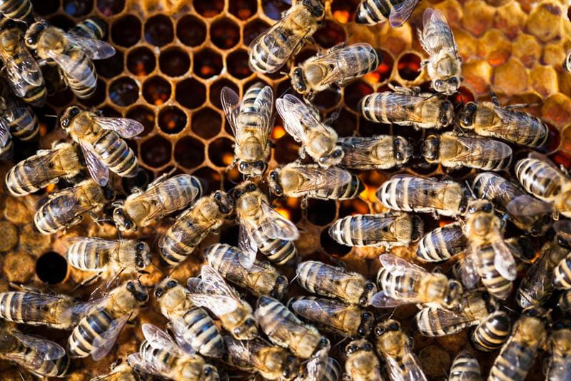 Nesting Bees