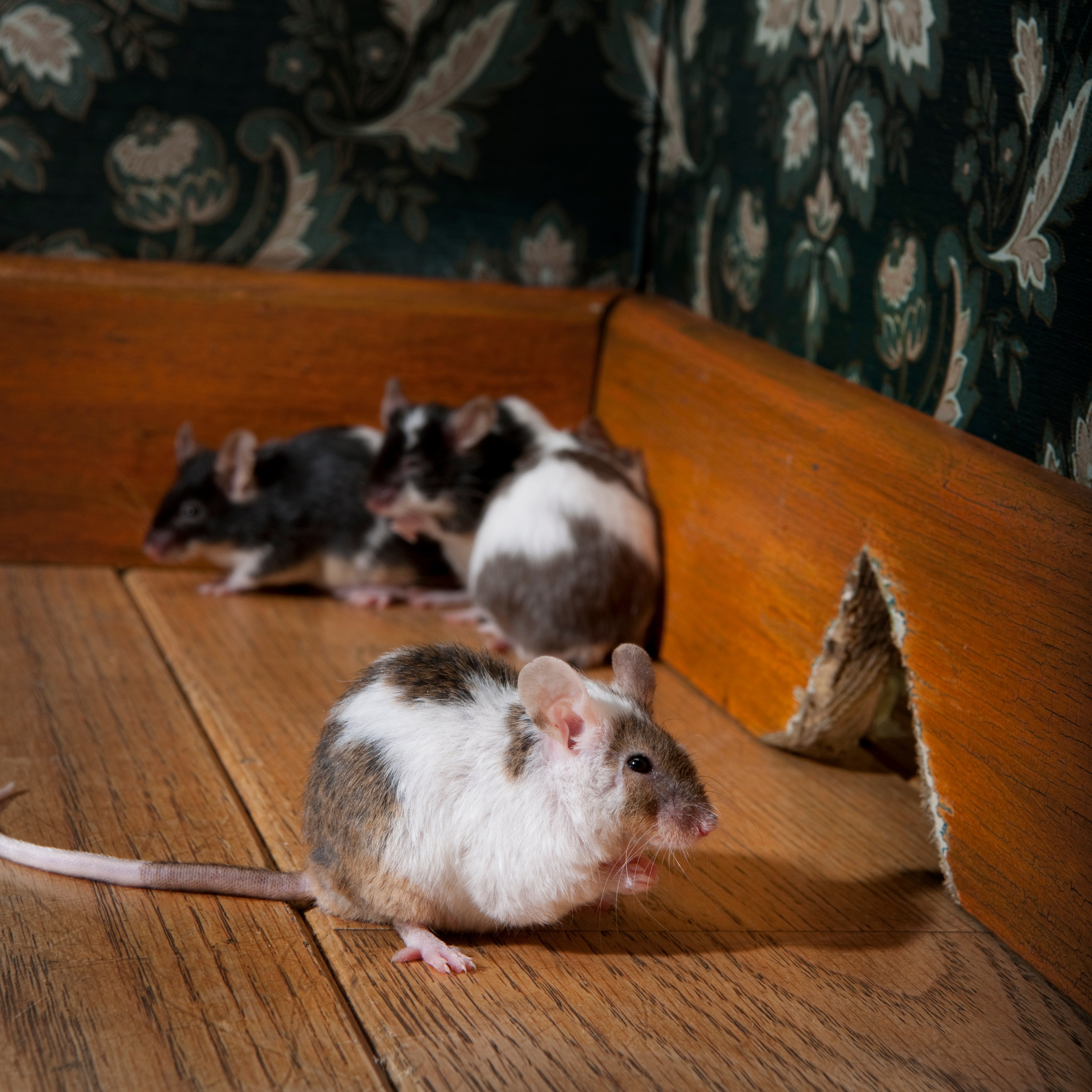 Signs of a Mouse Infestation