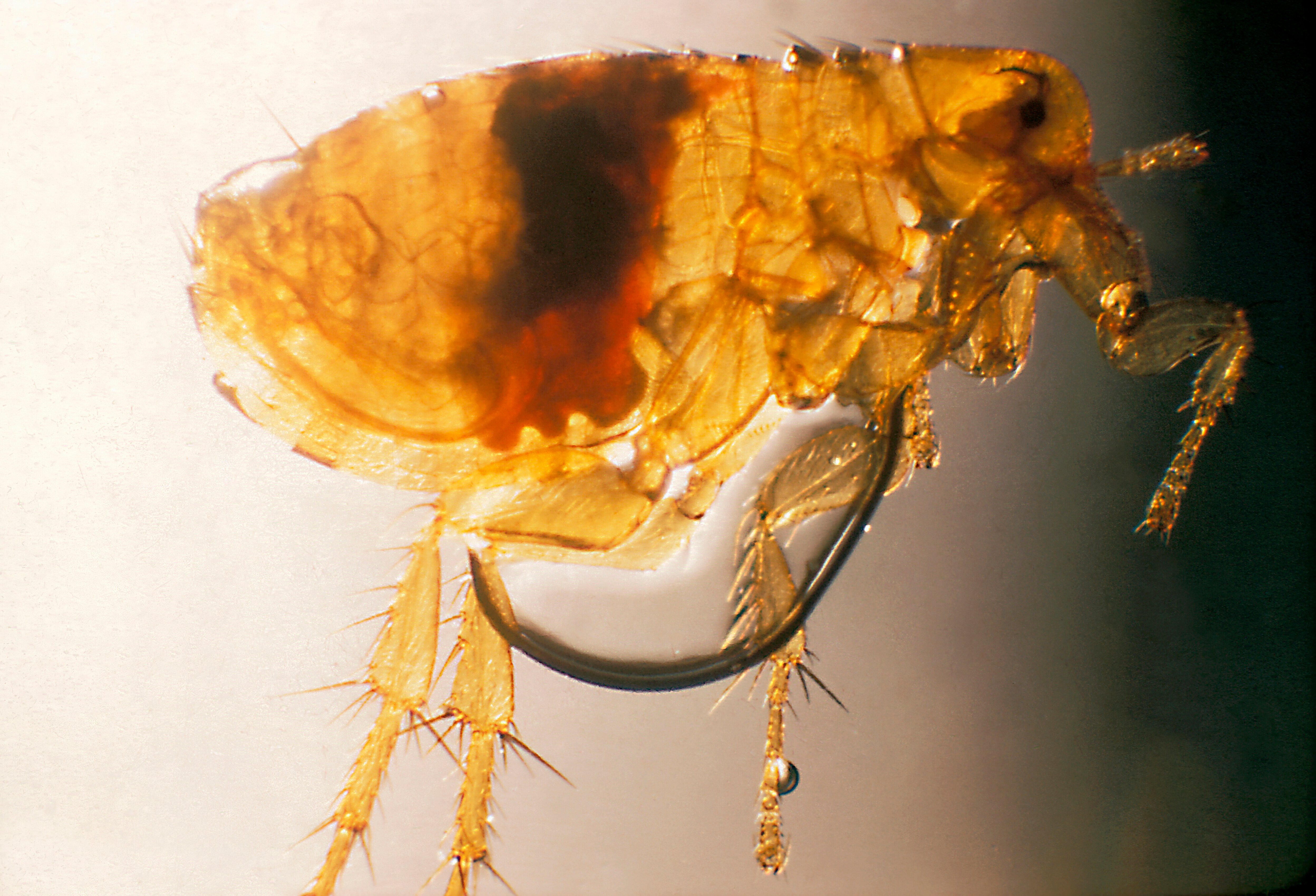 Why Fleas Are Bad for Your Home and Your Health