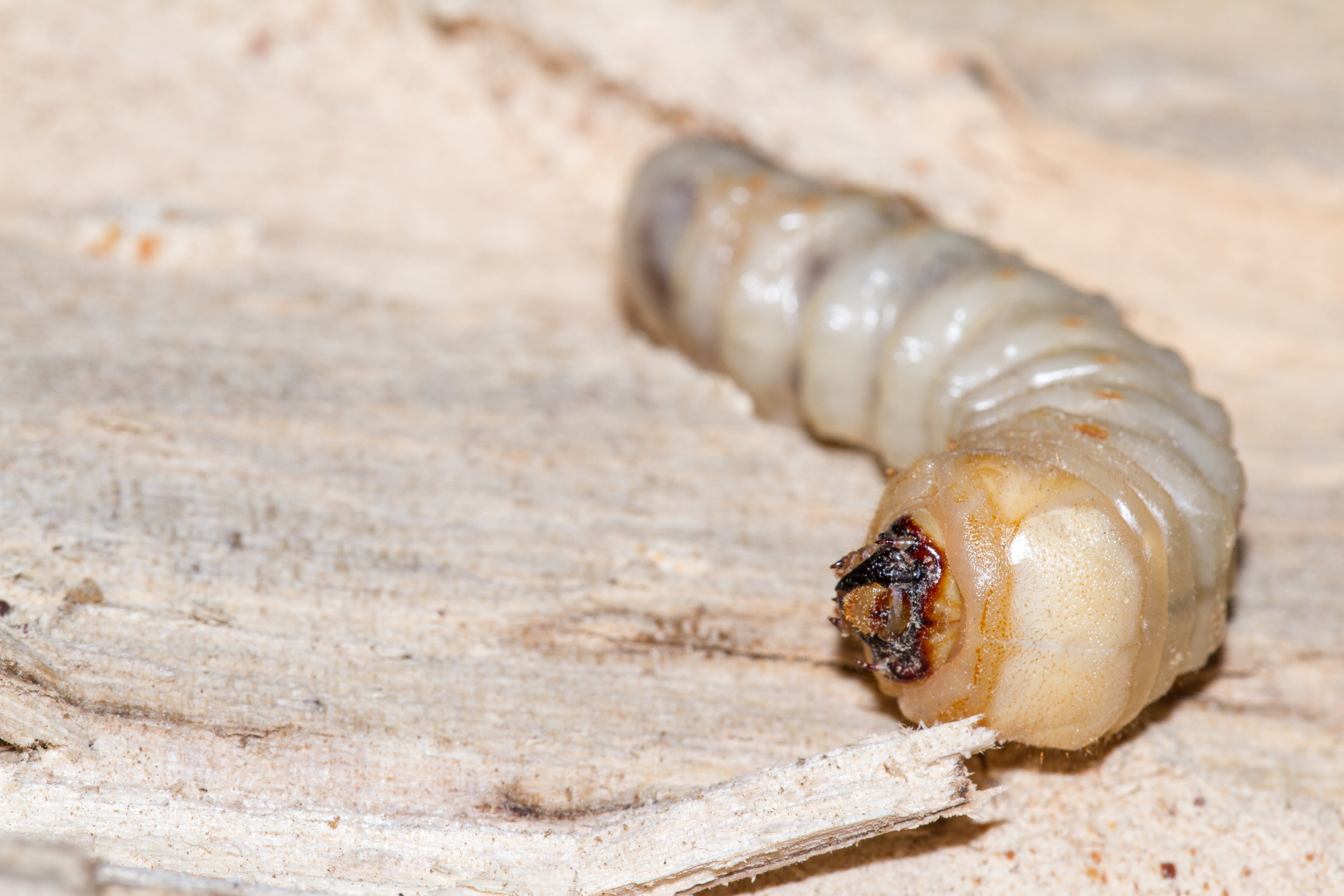 Leading Pest<br>Control Specialists