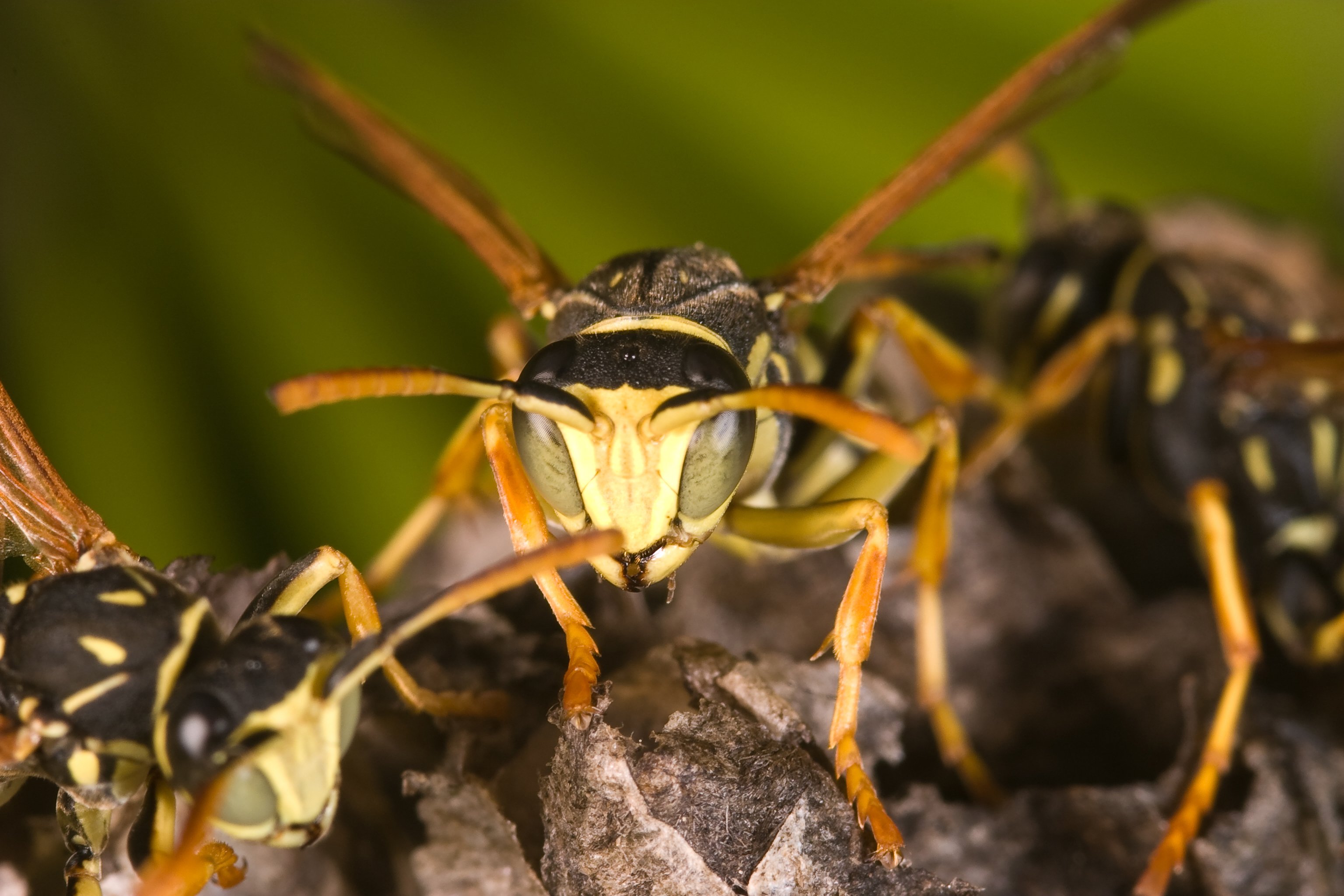 Leading Pest<br>Control Specialists