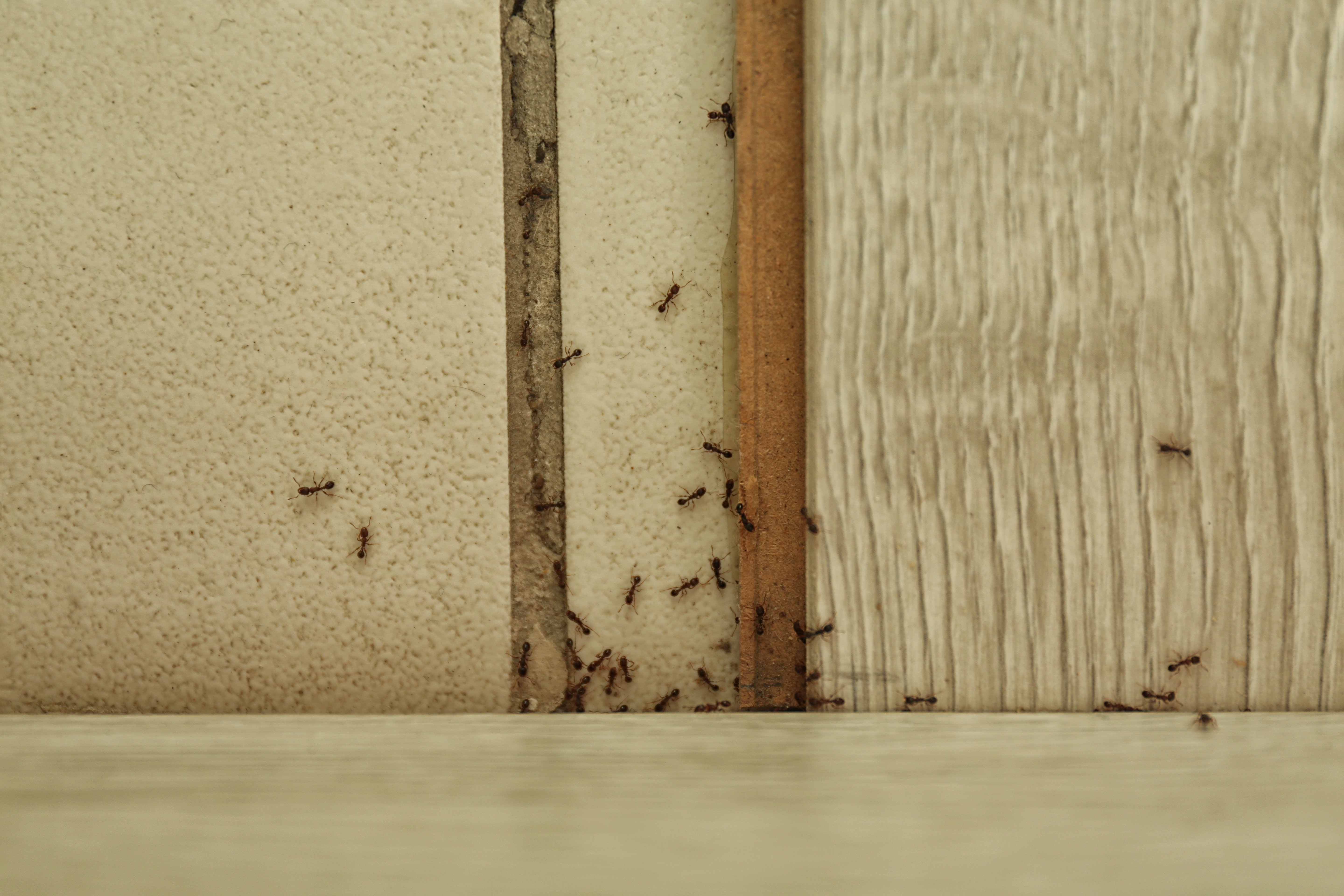 Leading Pest<br>Control Specialists