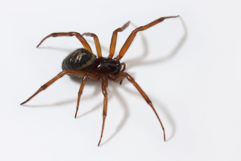 False Widow Spider Found In Berkshire Property