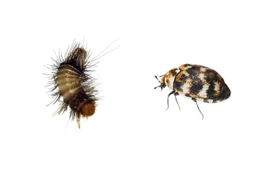 Carpet Beetles: Outdoor Saviour, Indoor Pest