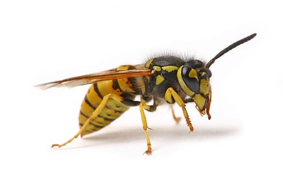 'Drunk' Wasps Can Be Unusually Aggressive in Late Summer