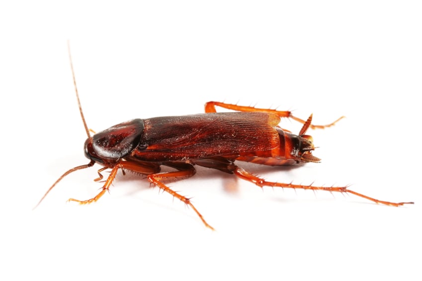 Tourist Woes Illustrate Serious Concerns with Cockroaches