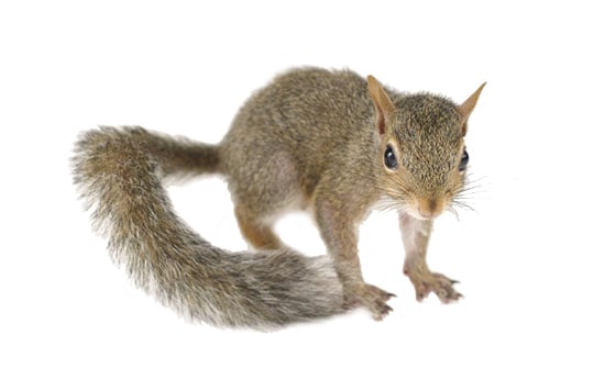 Grey Squirrels: More Than Just Garden Thieves