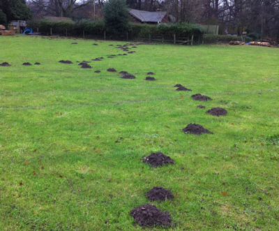 Busy Moles