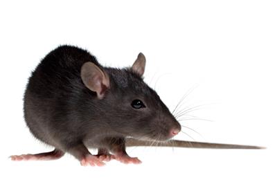 Rats nearly always go up. But how do they get in?