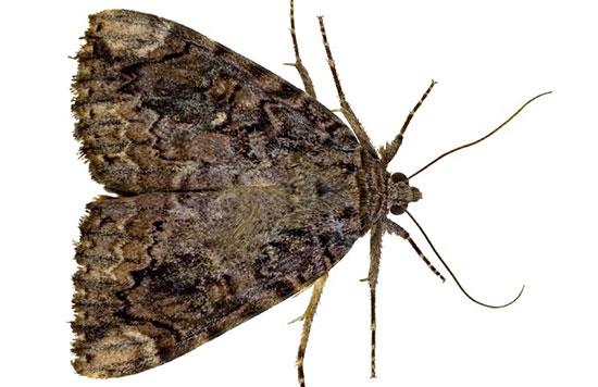 Top tips for moth removal and keeping them away