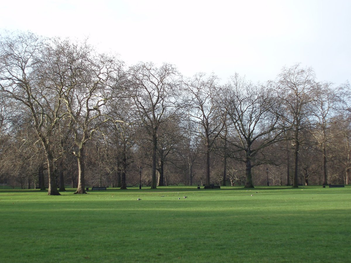 Why Are Rats So Common in Reading?