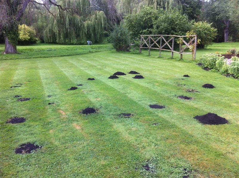 It's Spring - Time for Mole Control