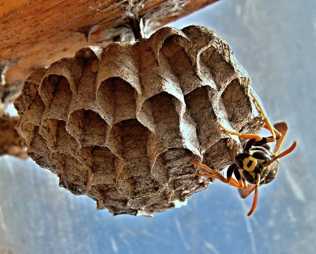 How and Where Wasp Nests Are Built