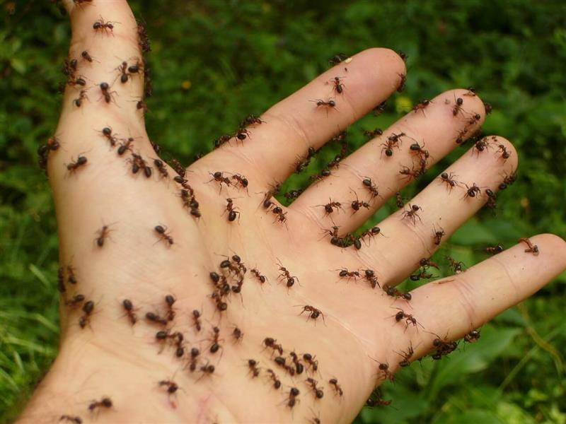 How to Stop Ants Before They Reach the Kitchen