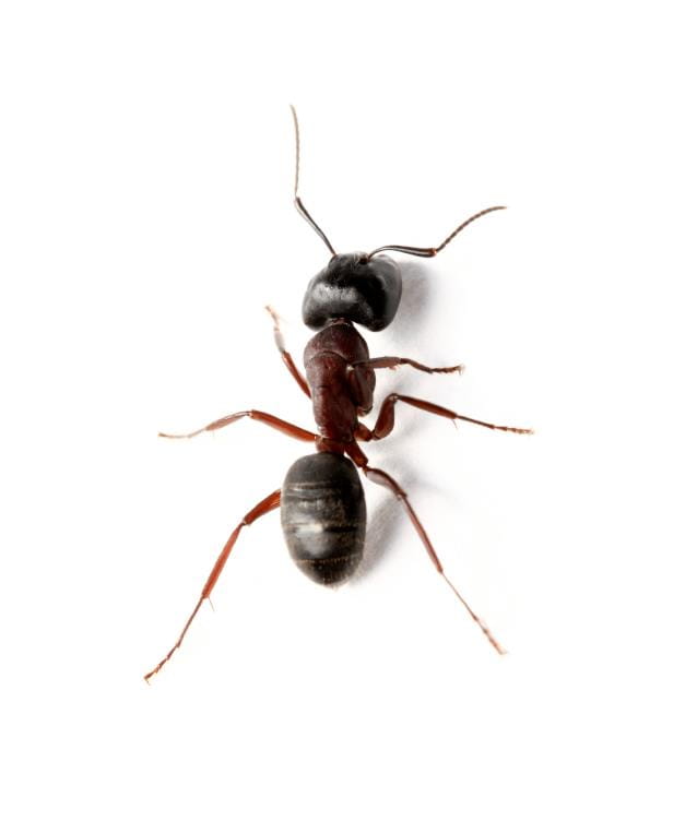 Here's Why Ants Seem to Walk an Invisible Trail