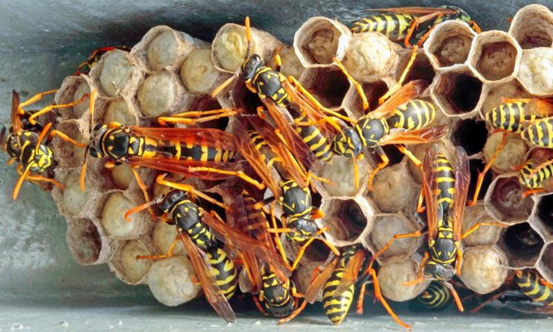 Not Your Imagination: Wasps More Aggressive This Time of Year
