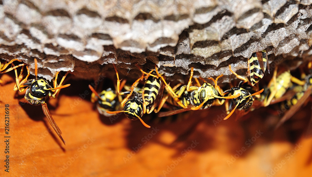 When is the end of the wasp season?