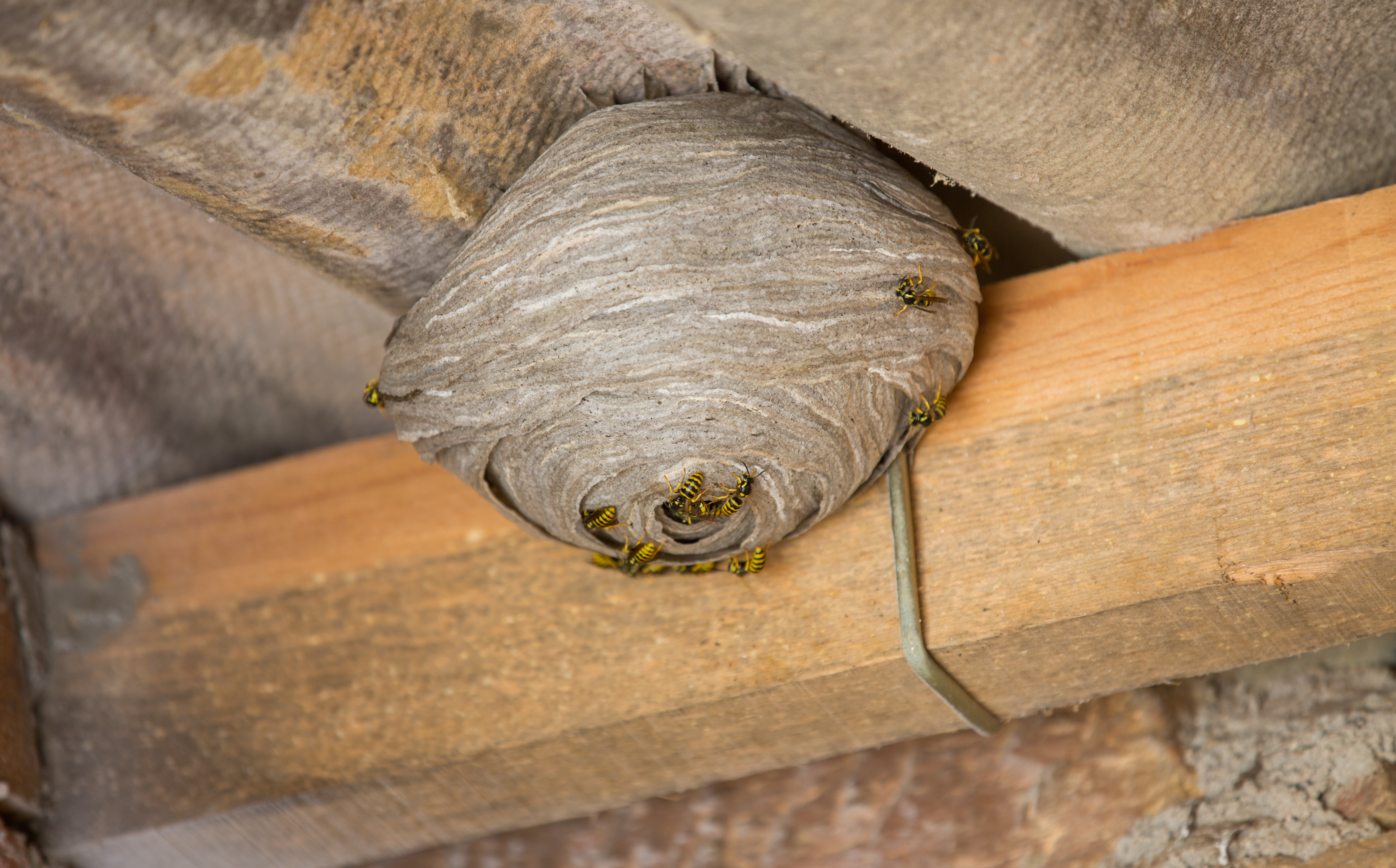 Day In the Life of a Pest Controller