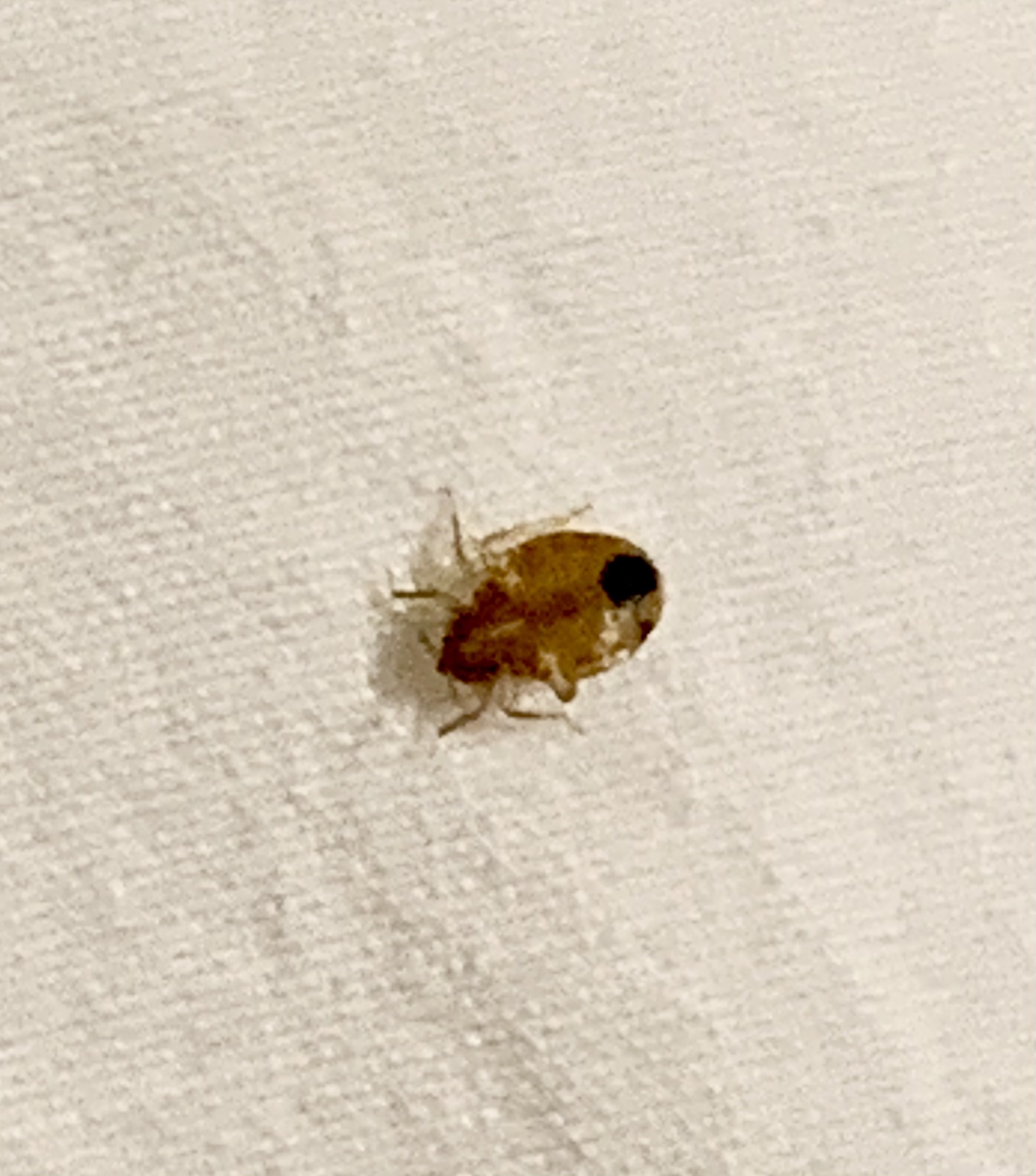 Bed Bugs