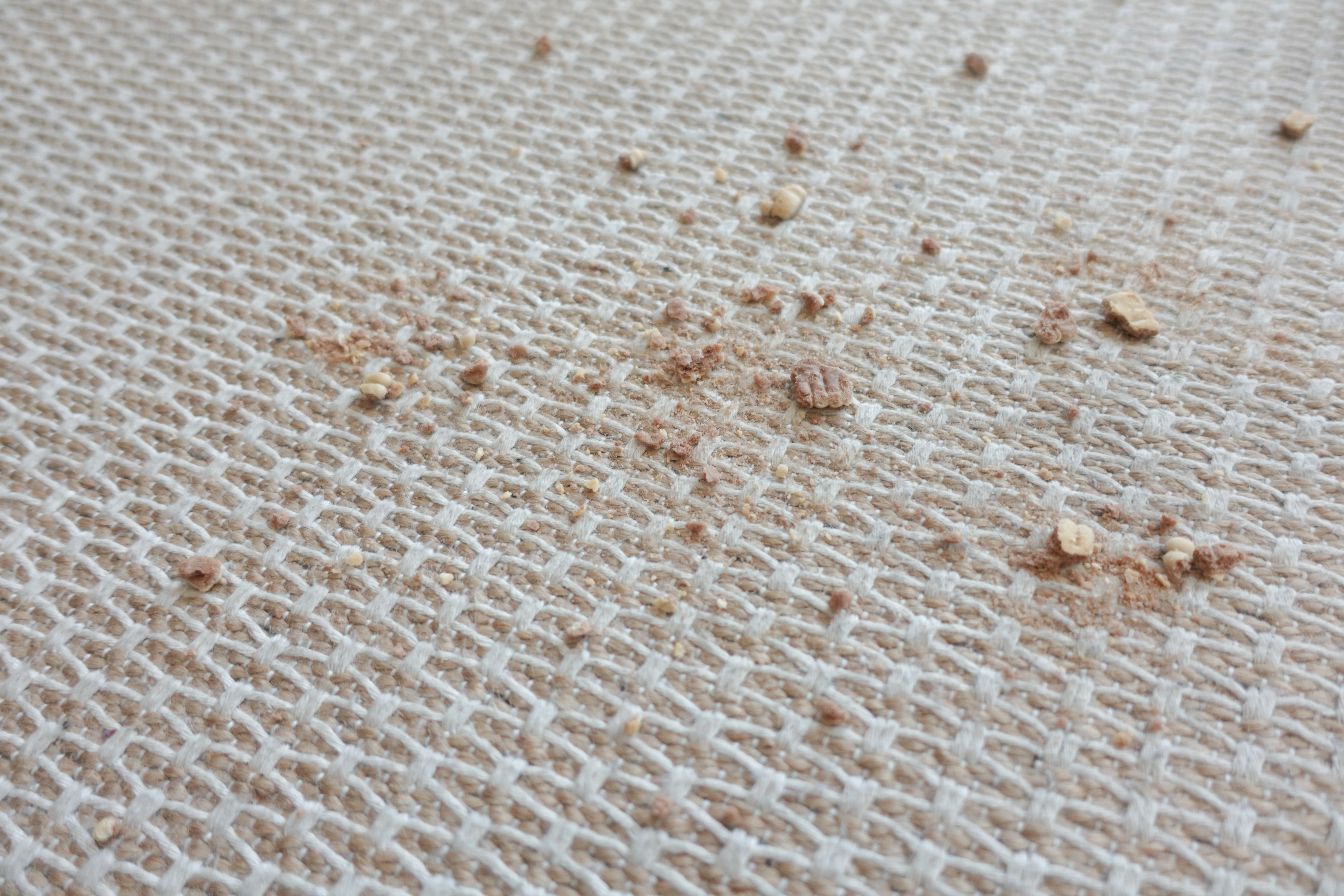 Bed Bugs
