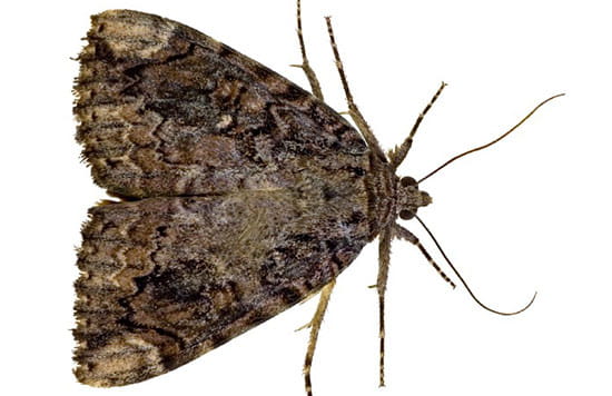 RHS Spreading the Word on Dangers of Oak-Eating Moth