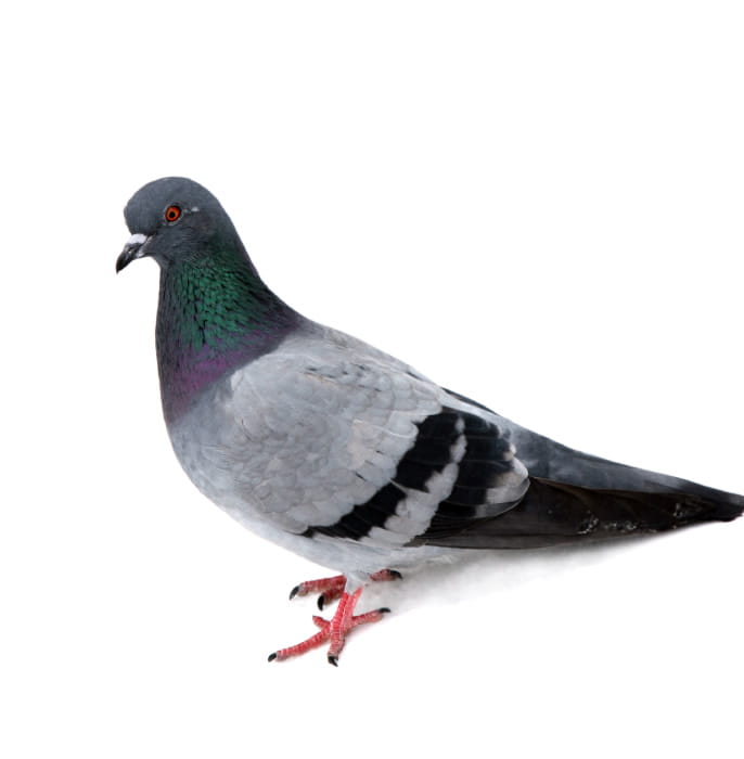 New Optical Bird Proofing Gel Test Massively Successful