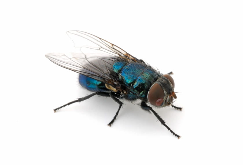 Cluster Fly Makes Its Annual Spring Debut