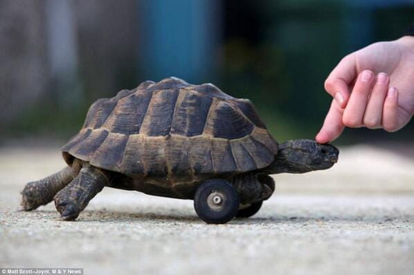 Poor old tortoise has legs gnawed off by rats