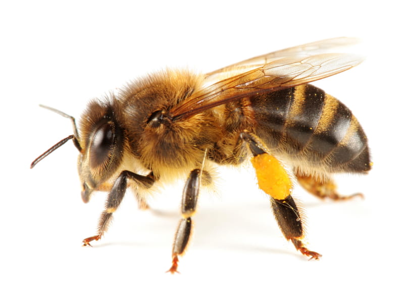 Mild Winter Helping Bees This Summer