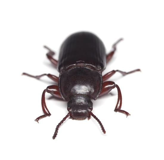 As Autumn Approaches Beware of Flour Beetle
