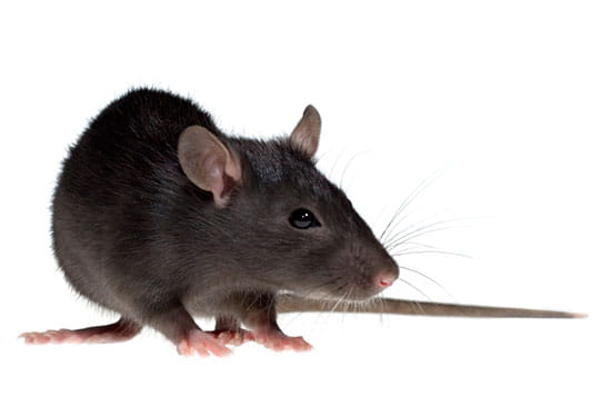 Warm Weather Prompts Warnings of Christmas Rat Invasion