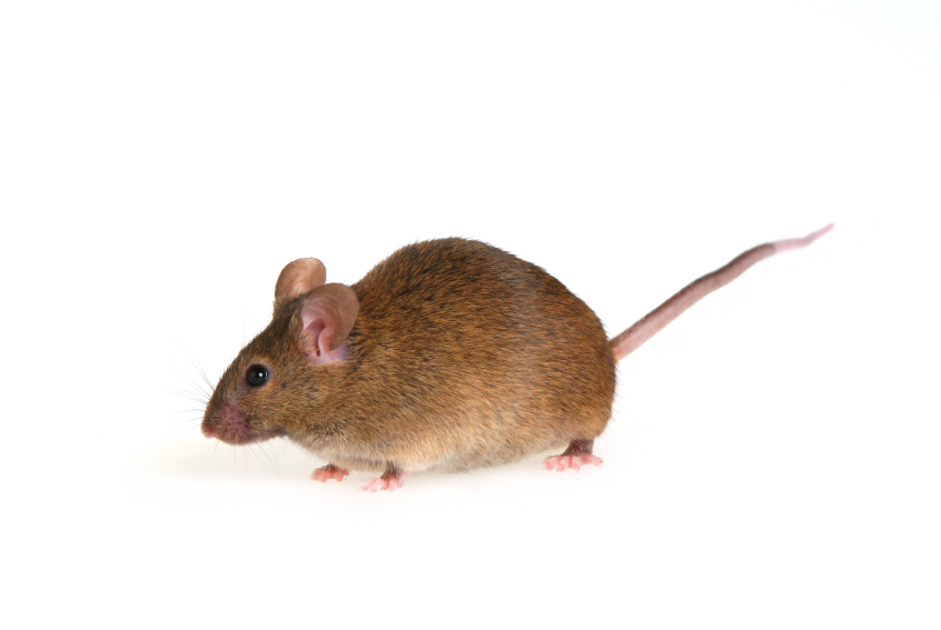 School Closure a Reminder That Mice Are Never Far Away
