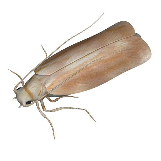 More Local Councils Axing Pest Control Services