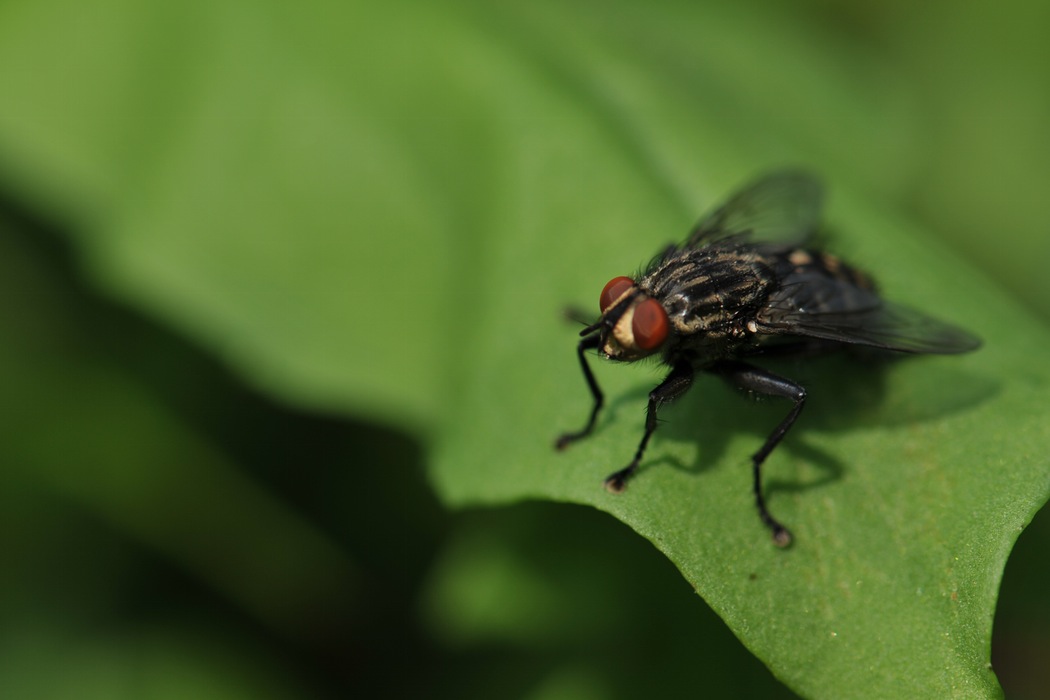 Pest Control and Reality TV Meet on BBC2