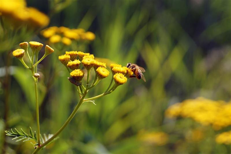 New Certification Scheme to Improve Pest Control across Europe