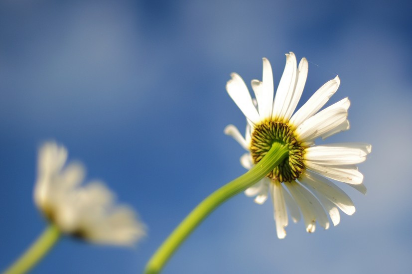 Qualities of a Pest Control Expert