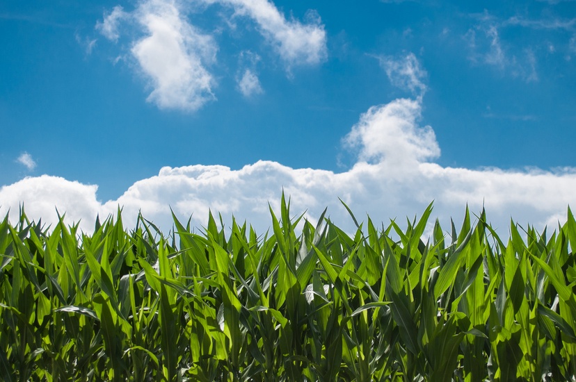 RNA Insecticides Being Studied for Future Use