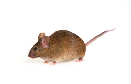 Keep a lookout for rats and mice this winter!