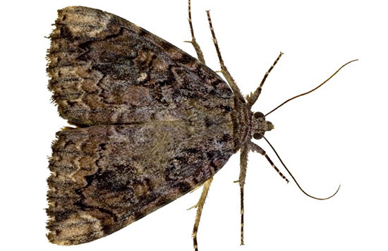 What is the difference between pupa, chrysalis and cocoon?