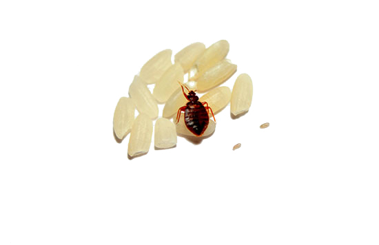 What are bed bugs?