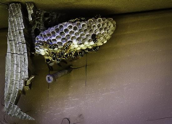Don’t Attempt DIY Wasp Control - Call the Experts!