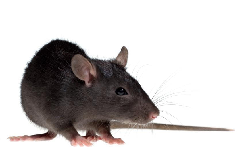 Mouse and Rat Control: Call an Expert