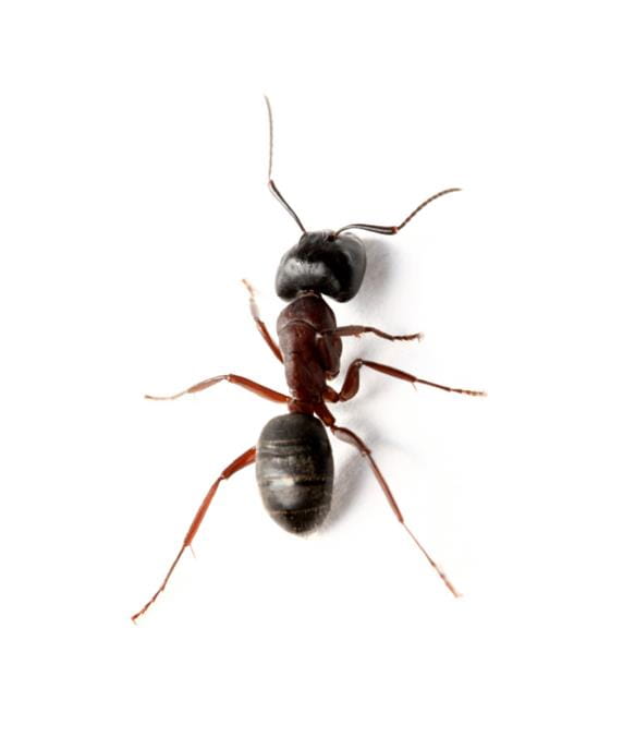 Common Household Pests | Wokingham, Caversham and Reading