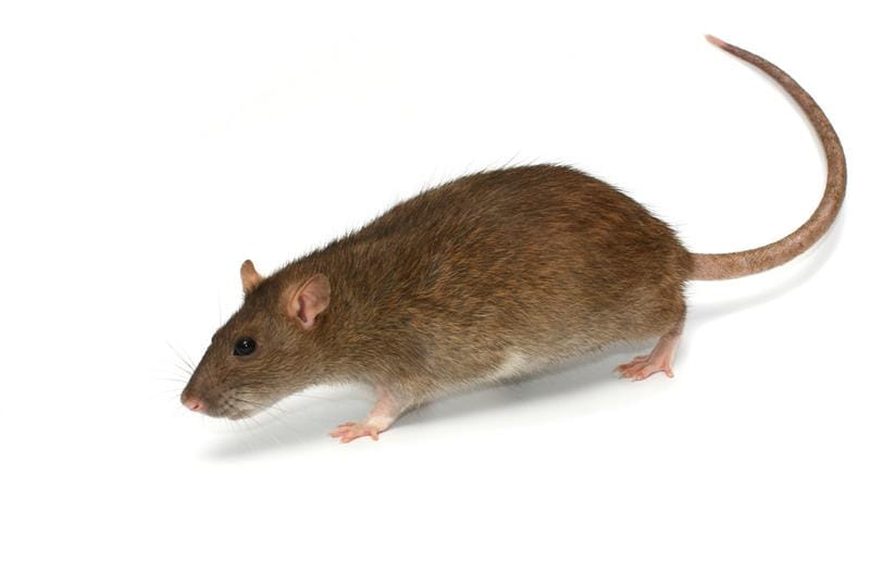 November Is the Month to Start Thinking About Rats