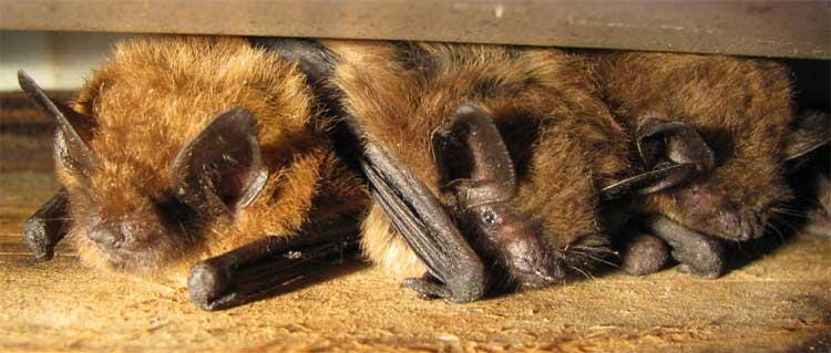 Why Bats Are So Important to Us