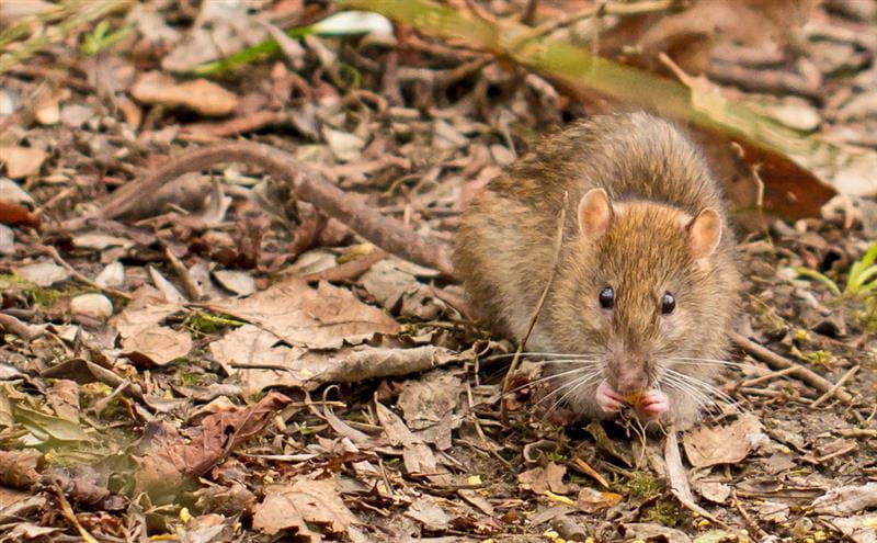 Here's Why Proactive Vermin Control Is So Important