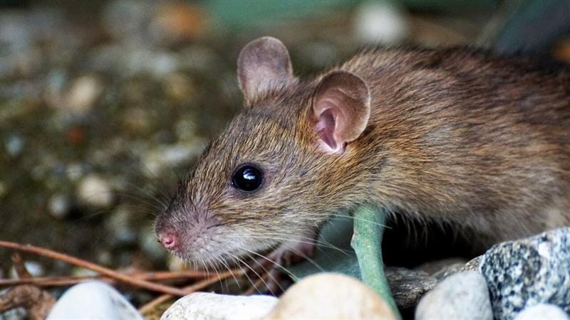 Rodent Control Is a Long-Term Proposition